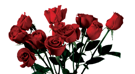 roses